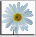 /album/photo-gallery-canvas-uri/decoratiuni-de-perete-canvas-lc-0337-jpg/